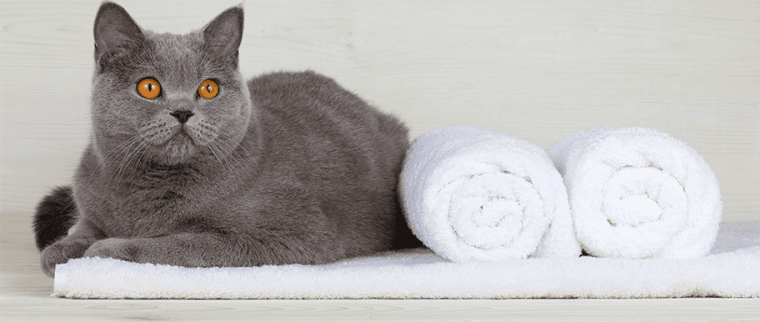 laver chat