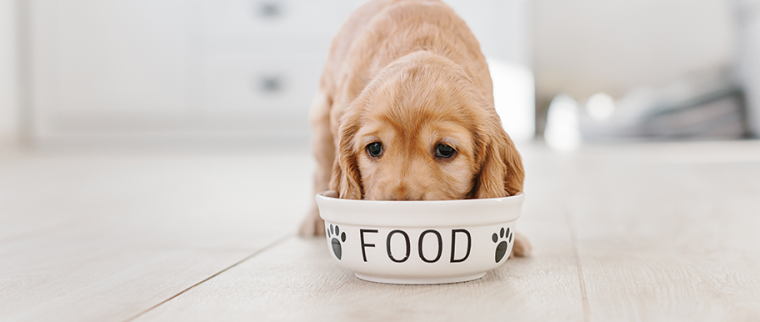 chiot mange dans sa gamelle