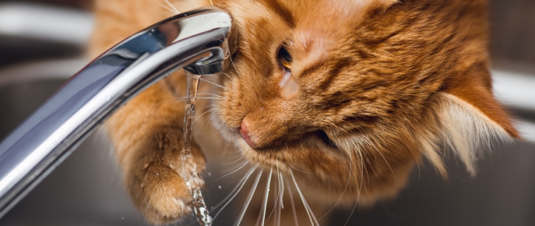 chat boit de l'eau au robinet