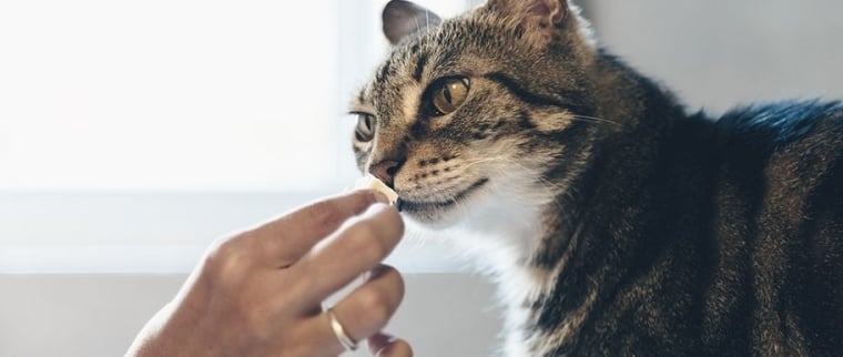 vitamines pour chats