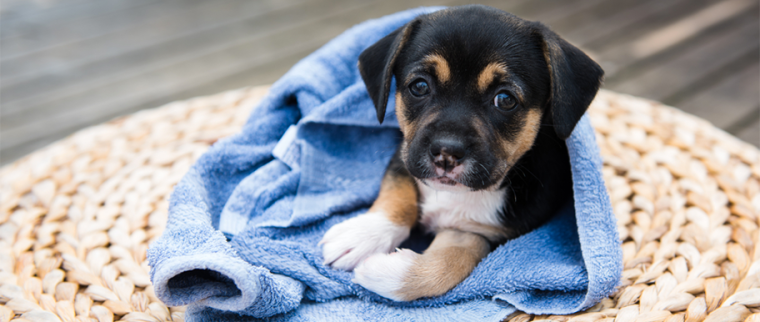chiot dans une couverture