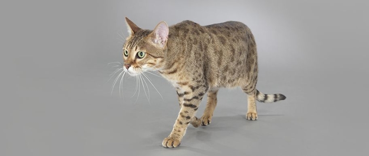 chat savannah