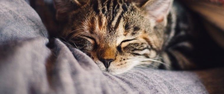 Comment s&rsquo;occuper d&rsquo;un chat
