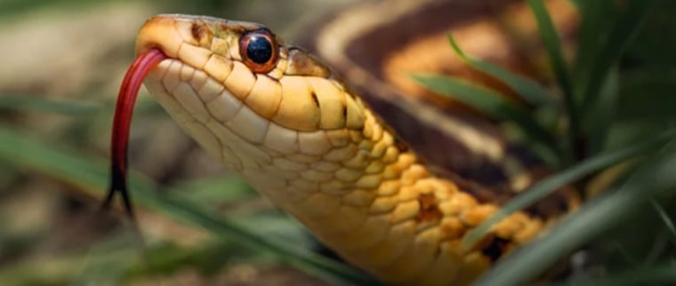 Morsure de serpent