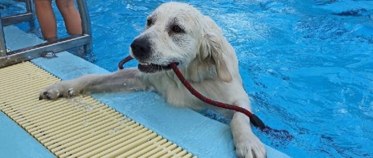 hydrothérapie pour chien
