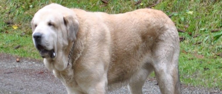 m&acirc;tin espagnol