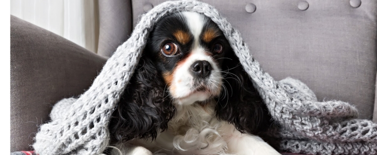 chien sous une couverture