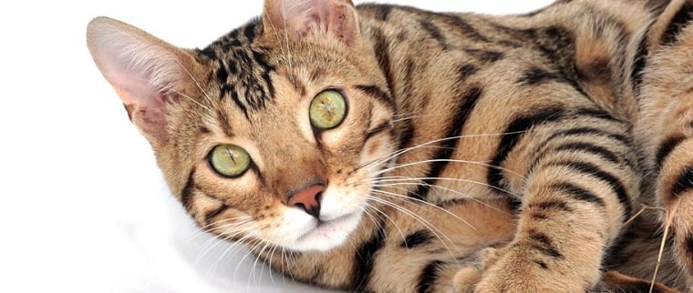 Chat bengal