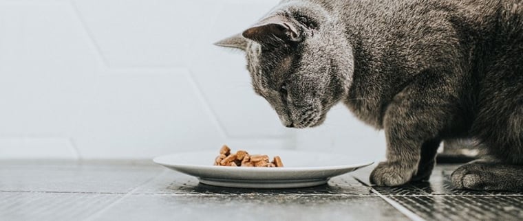 chat ne mange plus