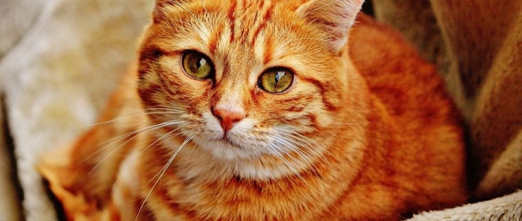 Uv&eacute;ite chez le chat