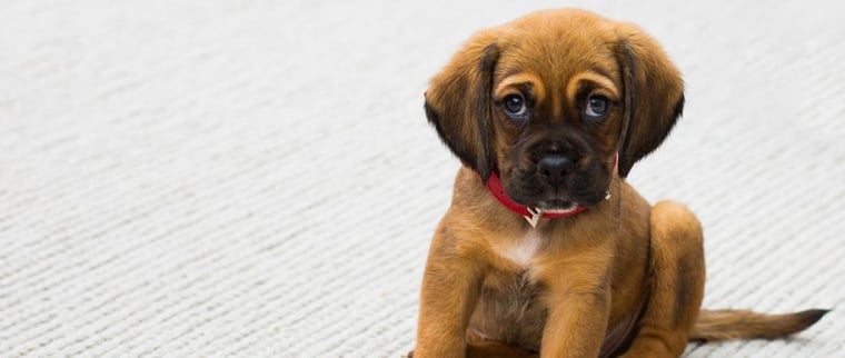 Vermifuge chien