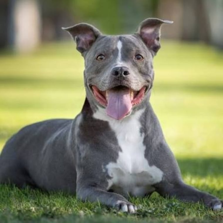 assurance-pitbull