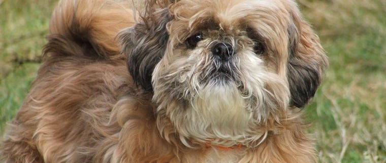 shih-tzu