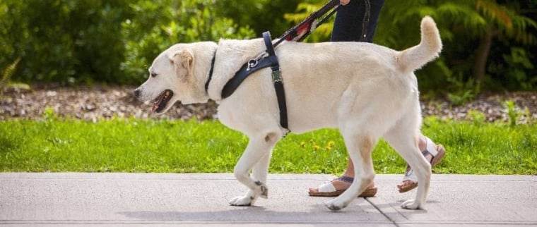 harnais chien