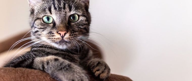 Ténia chez le chat