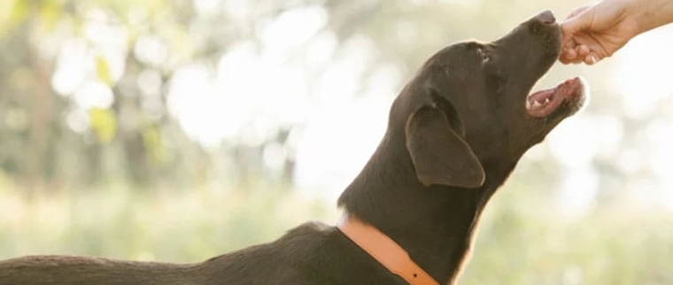 médicament chien