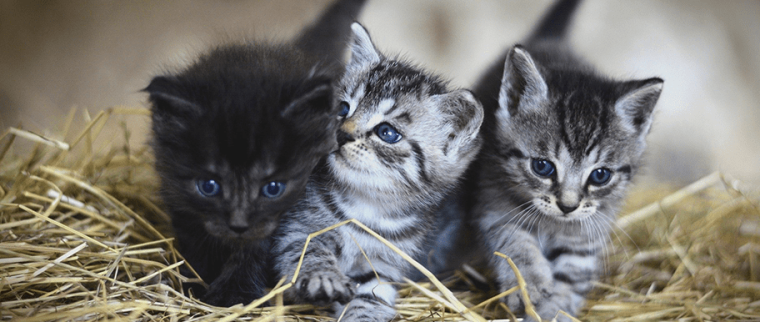 p&eacute;riode de reproduction chez les chats