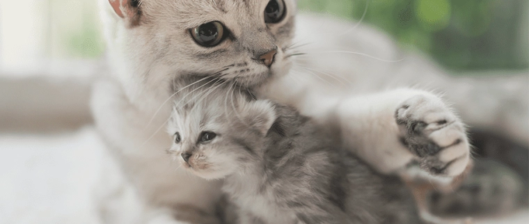 chat et chaton