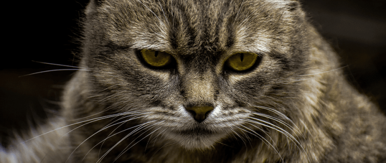 Chat_Age_Gris