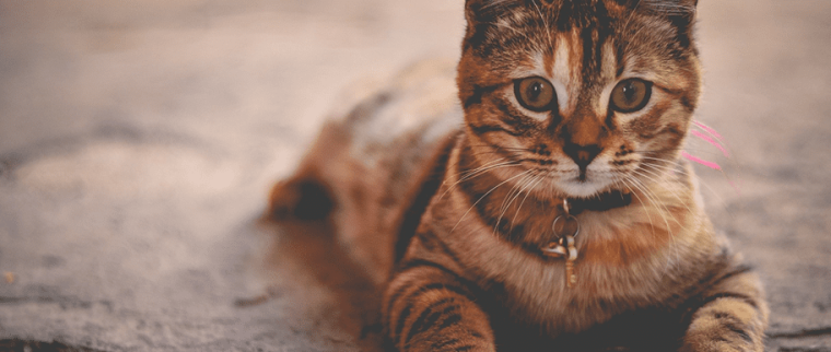chat diarrhée