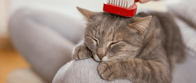 pelade du chat