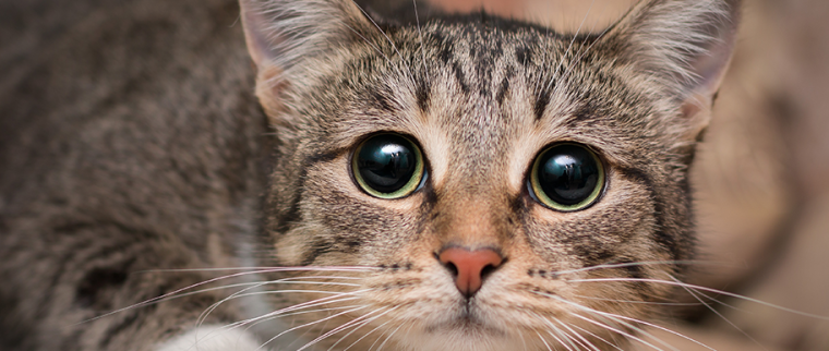 Chat qui a peur