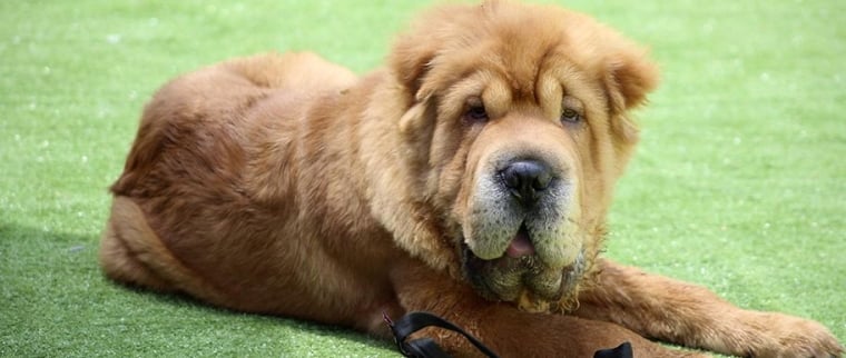 Shar-pe&iuml;