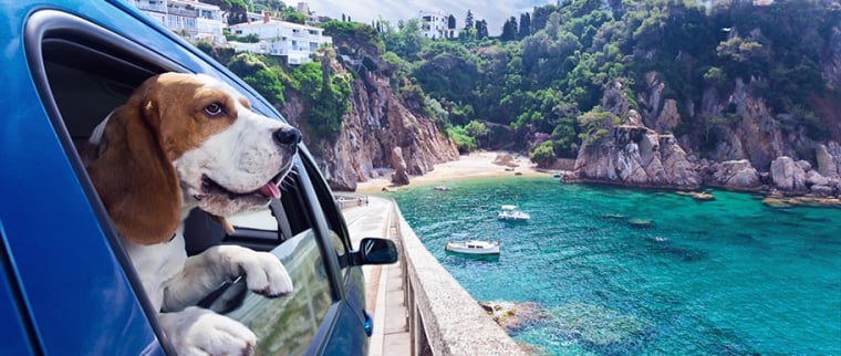 Chien en voiture