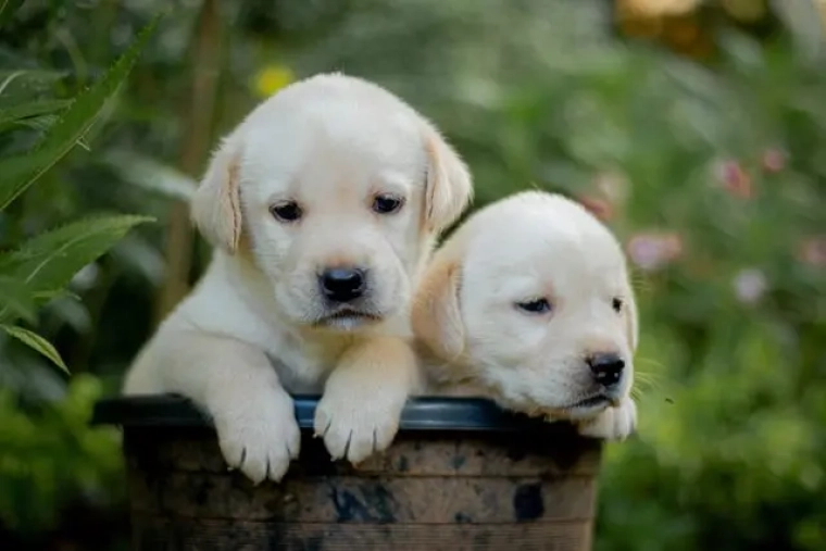 Assurance Labrador