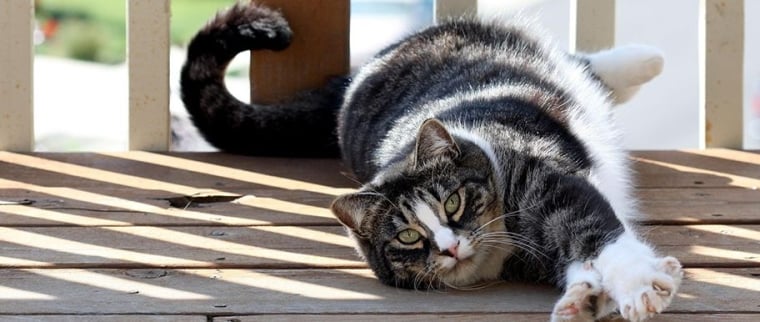 chat American shorthair