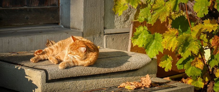 chat chaleur &eacute;t&eacute;