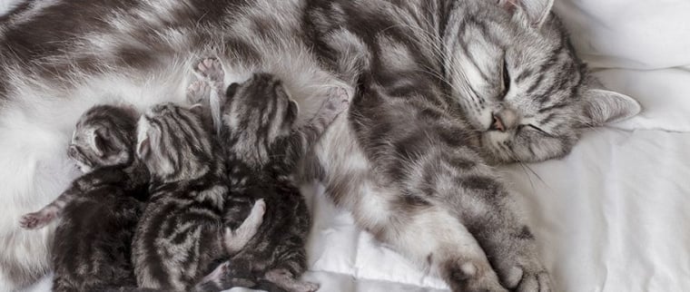 Naissance de chatons