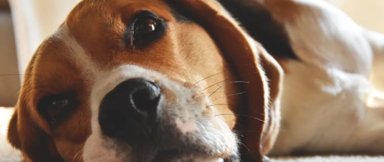 Gale des oreilles chez le chien