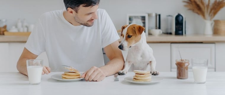 hypocalc&eacute;mie chez le chien