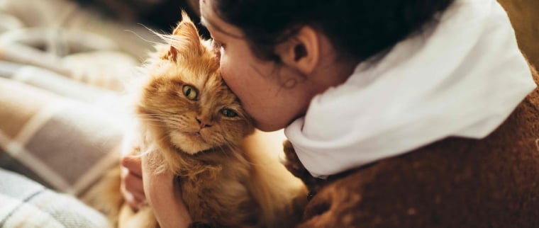 Comportement du chat mourant