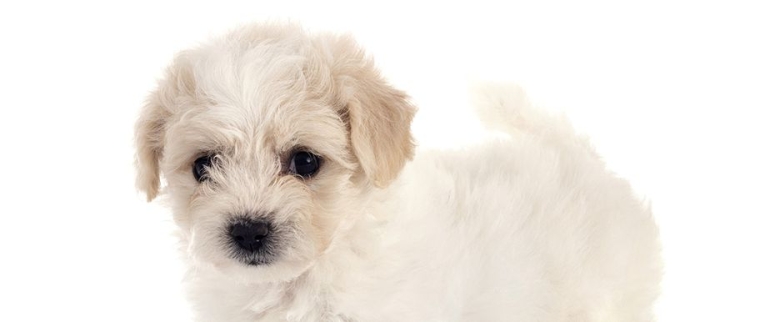 bichon maltais