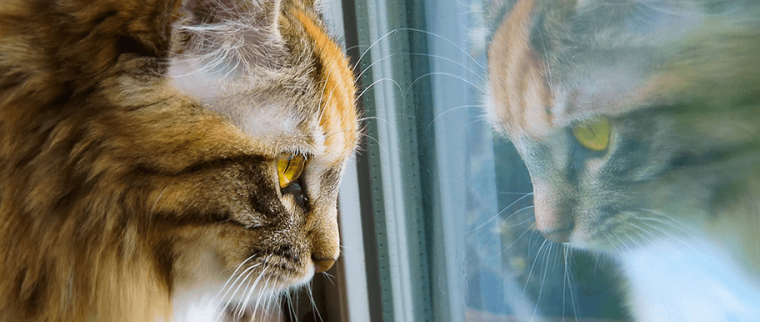 chat dépression
