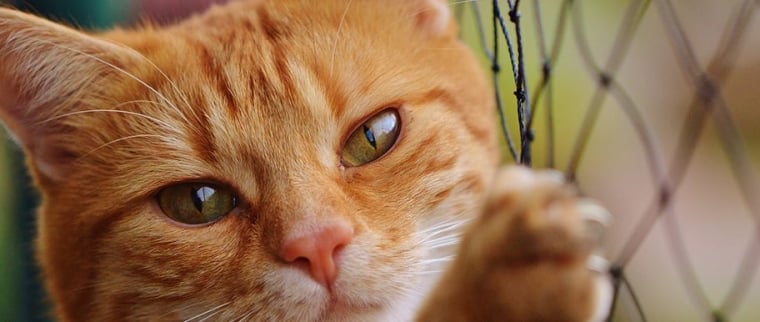 chat yeux rouges