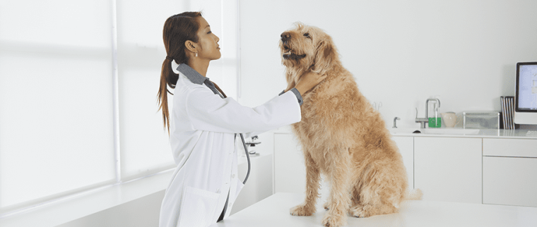 parvovirose du chien