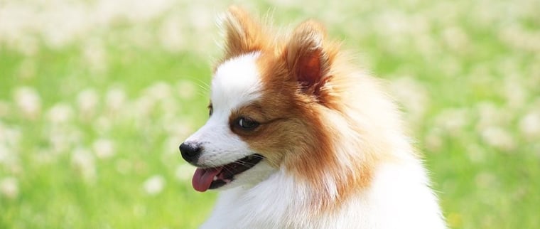 Spitz allemand