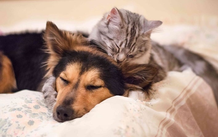 Assurance Santé Chien Chat