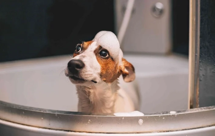 Assurance Chien